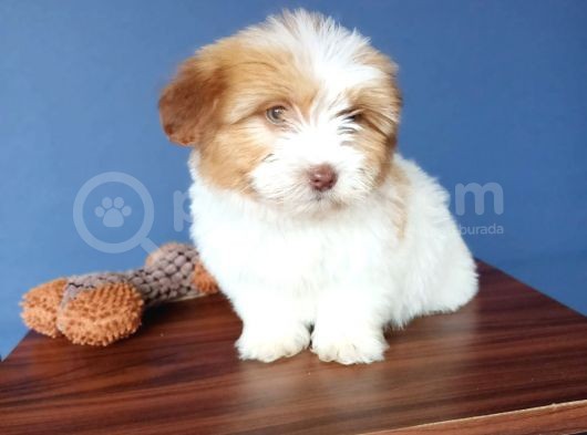 İki Adet Dişi Maltipoo Yavrularımız Sizlerle görsel