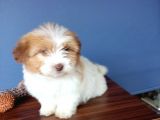 İki Adet Dişi Maltipoo Yavrularımız Sizlerle