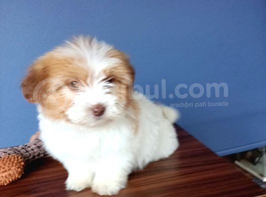 İki Adet Dişi Maltipoo Yavrularımız Sizlerle görsel