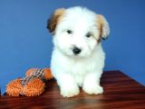 İki Adet Dişi Maltipoo Yavrularımız Sizlerle
