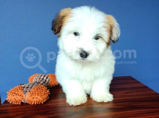 İki Adet Dişi Maltipoo Yavrularımız Sizlerle görsel