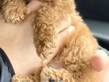 2.5 3 Aylık Erkek Toy Poodle  Kocaeli