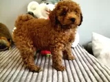 Red Brown Toy Poodle Yavrularimiz