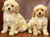 Sevimli Apricot Toy Poodle Kardeşler