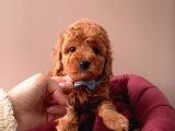 Safkan Toy Poodle Yavrular