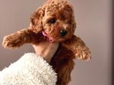 Safkan Toy Poodle Yavrular