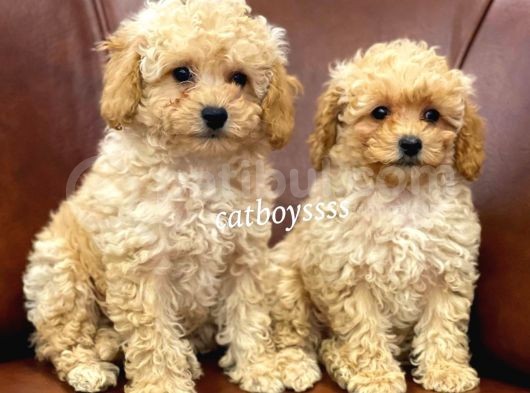 Sevimli Apricot Toy Poodle Kardeşler görsel