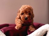 Safkan Toy Poodle Yavrular