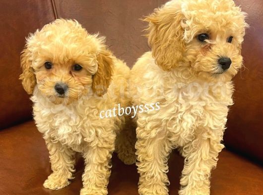 Sevimli Apricot Toy Poodle Kardeşler görsel