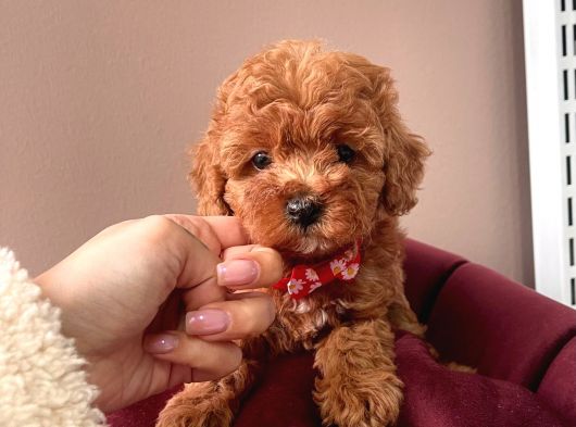 Safkan Toy Poodle Yavrular görsel