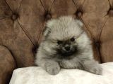 Orji̇nal Pomerani̇an Boo Yavrularimiz