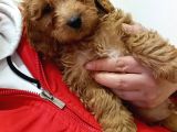 Yerli̇ Üreti̇m Toy Poodle Yavrularimiz