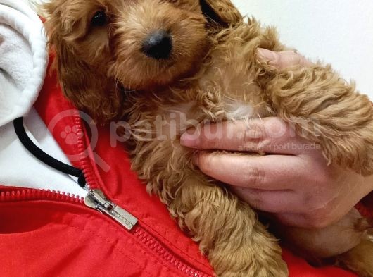 Yerli̇ Üreti̇m Toy Poodle Yavrularimiz görsel