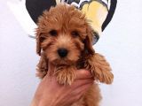 Yerli̇ Üreti̇m Toy Poodle Yavrularimiz