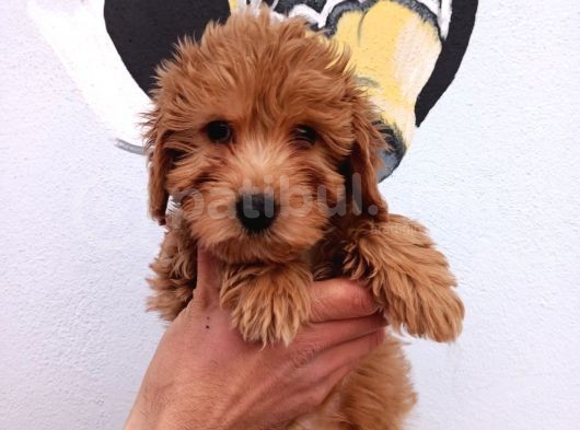 Yerli̇ Üreti̇m Toy Poodle Yavrularimiz görsel