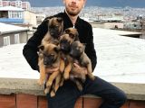 Belçika Kurdu Malinois Yavrularimiz