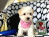 Sevimli Kızımız Maltese Terrier