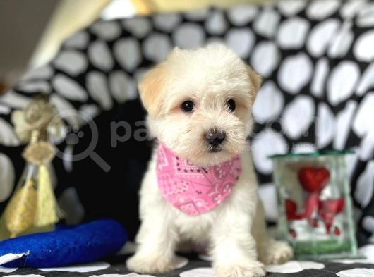 Sevimli Kızımız Maltese Terrier görsel