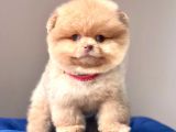 Safkan Pomeranian Boo Yavrularımız