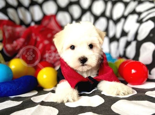 Sevimli Oğlumuz Maltese Terrier görsel