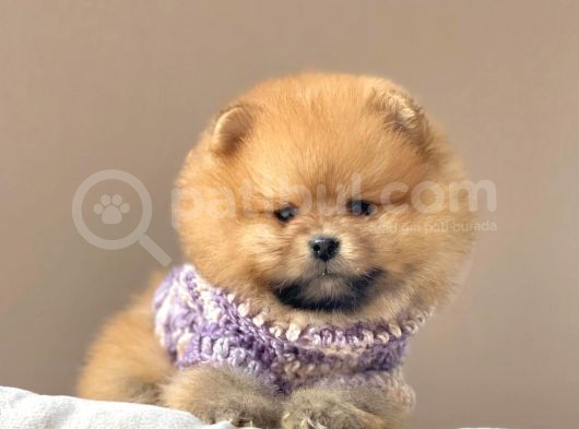 Safkan Pomeranian Boo Yavrularımız görsel