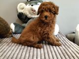 Mini Safkan Red Brownn Toy Poodle Yavrularimiz