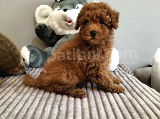 Mini Safkan Red Brownn Toy Poodle Yavrularimiz