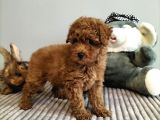Mini Safkan Red Brownn Toy Poodle Yavrularimiz