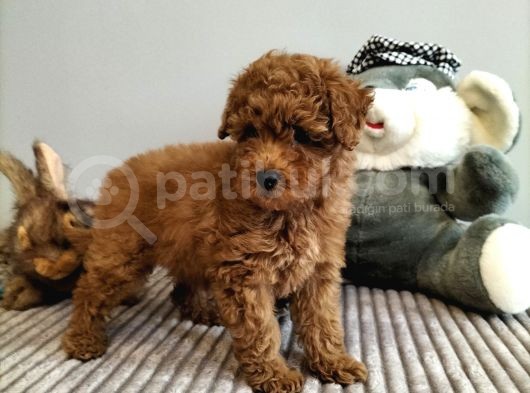 Mini Safkan Red Brownn Toy Poodle Yavrularimiz görsel