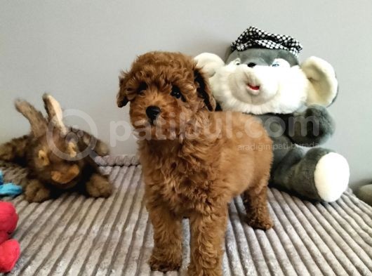 Mini Safkan Red Brownn Toy Poodle Yavrularimiz görsel