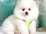 Orjinal Pomeranian Boo Yavrularımız
