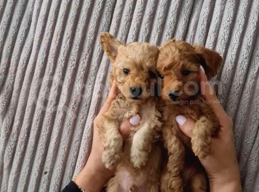 Toy Poodle İstanbul İnci̇rli̇ görsel