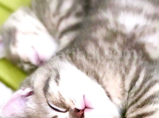 Safkan British Shorthair Yavrular görsel