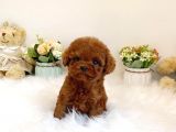 Çocuklarla Uyumlu Red Brown Toy Poodle Yavrularimiz