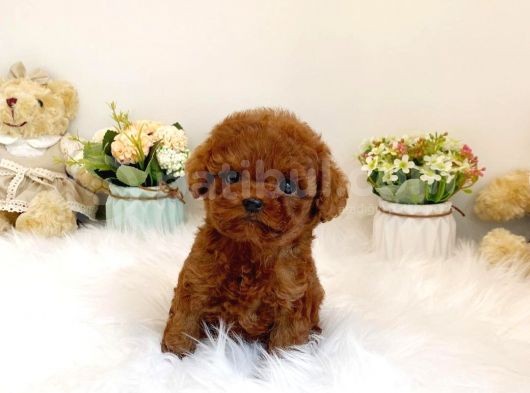 Çocuklarla Uyumlu Red Brown Toy Poodle Yavrularimiz görsel