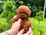 Çocuklarla Uyumlu Red Brown Toy Poodle Yavrularimiz