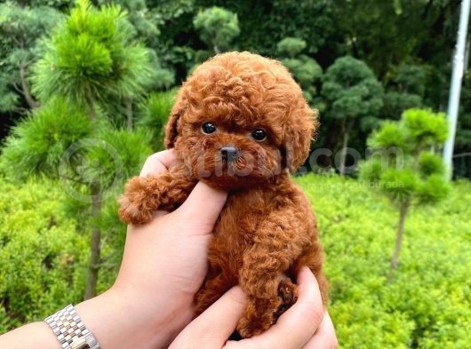 Çocuklarla Uyumlu Red Brown Toy Poodle Yavrularimiz görsel