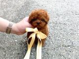 Çocuklarla Uyumlu Red Brown Toy Poodle Yavrularimiz