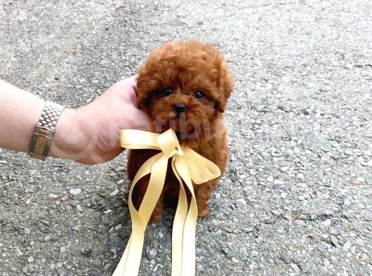 Çocuklarla Uyumlu Red Brown Toy Poodle Yavrularimiz görsel