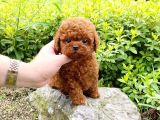 Çocuklarla Uyumlu Red Brown Toy Poodle Yavrularimiz