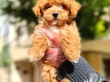 Poodle Ayarında F1 Maltipoo Erkek Yavrumuz