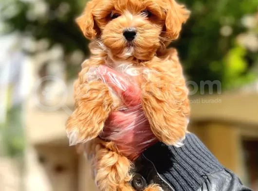 Poodle Ayarında F1 Maltipoo Erkek Yavrumuz görsel