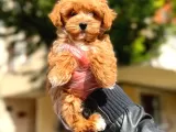 Poodle Ayarında F1 Maltipoo Erkek Yavrumuz