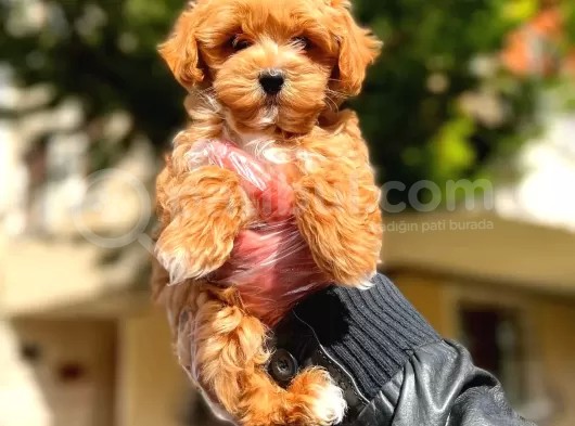 Poodle Ayarında F1 Maltipoo Erkek Yavrumuz görsel