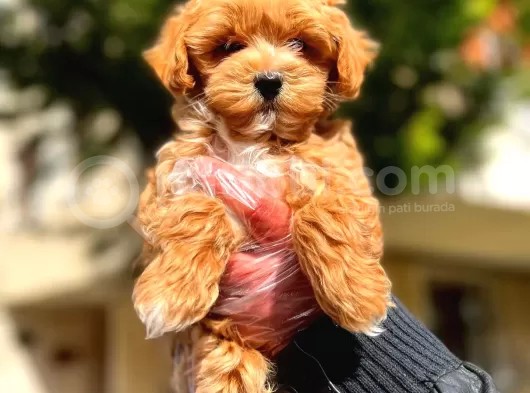 Poodle Ayarında F1 Maltipoo Erkek Yavrumuz