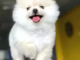 Dişi Ve Erkek Pomeranian Boo Yavrularımız