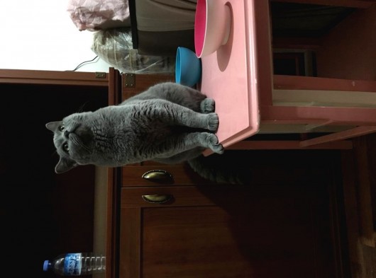 British Shorthair görsel