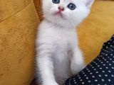 Beyaz Bri̇ti̇sh Shorthai̇r Çok Tatli Oyuncu Bebekler