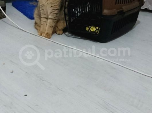 Scottish Fold Black Golden Tabby Dişi görsel