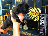 Tamamen Ev Ortamı French Bulldog Exotic Dişi Yavru Yeni Ailesini Arıyor